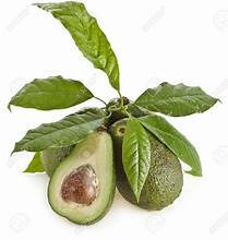 FEUILLES D'AVOCAT SÉCHÉES DE HAUTE QUALITÉ POUR L'ÉQUILIBRE DE SANTÉ NATURELLE ÉTIQUETTE PROPRE HERBES BOTANIQUES - Product Image 5