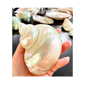 เปลือกหอยเทอร์โบตกแต่งสีเบอร์เนสขัดเงาเพื่อความสมบูรณ์แบบจากเวียดนามเหมาะสำหรับการตกแต่งที่มีหลายขนาด - Product Image 3