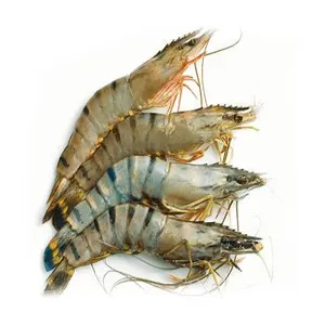 Seafood Frozen Vannamei Shrimp /Frozen Natural Black Tiger Shrimp / Vannamei shrimps Seafood for export