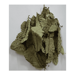 Hoja de Guayaba Seca, Material de Hoja de Guayaba Seleccionada para la Elaboración de Bebidas y Mezclas de Ingredientes, Vietnam - Product Image 6