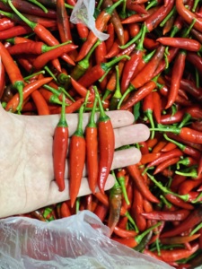 Chile Rojo Fresco Premium, Chile Tailandés, Origen Vietnam, Alto Índice de Picante, Pimiento Picante, 30 kg/paquete, Oferta de Suministro a Granel - Product Image 3