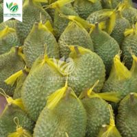 VIET THIEN PHU-VIETNAM IQF diepvriesduriëns, bulk, hoge kwaliteit, beste prijs