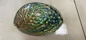 Abalone Shell Proveedor de Vietnam Conchas pulidas de alta calidad para joyería DIY y decoración costera - Product Image 5