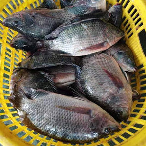 Pescado Mantarraya Congelado de Aguas Profundas, Calidad Premium, Grado de Exportación, Bajo en Grasa, Sin Aditivos, Envío Inmediato, Mercados Globales, Limpio, Congelado - Product Image 6