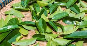 FEUILLE DE SOURSOP PURE/BOOST IMMUNITAIRE/ÉTIQUETTE PROPRE/À BASE DE PLANTES - Product Image 2