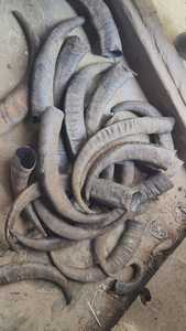 Corne brute entière de buffle d'eau indien naturel 10cm à 80cms Matériau organique Style animal poli pour l'Europe - Product Image 3