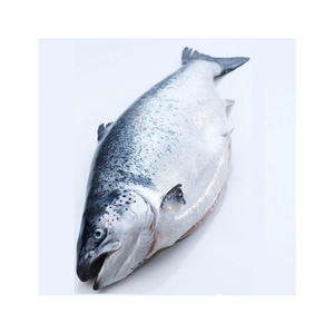 Filete de Salmón Congelado, Salmón Atlántico Fresco y Congelado/Salmón Entero Congelado/Cabeza de Salmón en Venta - Product Image 4