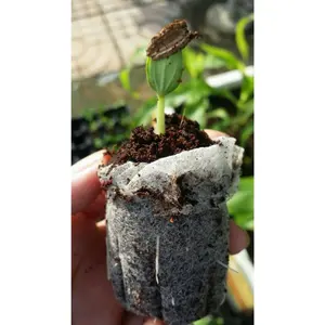 热交易Burpee椰子椰壳颗粒 | 有机种子启动、育苗和克隆温室99GD土壤荚规划树