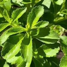 Suministro Directo de Fábrica, Hojas de Stevia Orgánica, Ingrediente Herbal Utilizado en Edulcorantes Naturales, Alimentos Funcionales y Suplementos para la Salud - Product Image 3