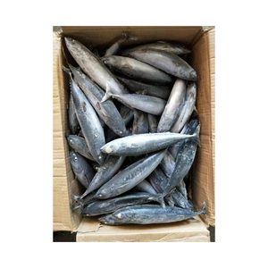 Poisson Barracuda congelé proposé à prix réduit pour les marchés de gros et d'exportation - Product Image 3
