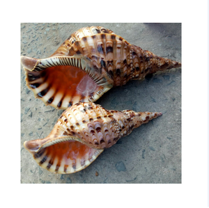 Élevez votre décor de mariage de plage avec l'appel unique des coquillages d'escargot de trompette - Product Image 1