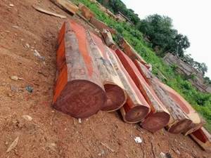 Troncos de madera Padauk Troncos Padauk Premium Troncos Padauk frescos - Product Image 3