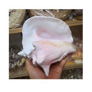 COQUILLE DE CONQUE ROSE DE TAILLE ÉNORME COQUILLE DE MER RARE NATURELLE TROUVÉE AU VIETNAM COQUILLE DE MER DE CHARME POUR LA DÉCORATION DE LA MAISON ET DE LA FÊTE - Product Image 1