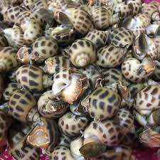 Caracoles de Concha Superior Cocidos y Congelados, Mariscos Deliciosos, Caracoles de Concha Superior Cocidos y Congelados para las Fiestas - Product Image 3