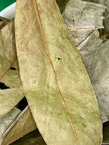 100% naturaleza Graviola hojas frescas de plantas silvestres frutas Guanabana té tisana hojas secas de Guanábana té - Product Image 5