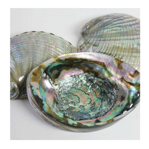 Coquilles d'ormeau idéales pour l'emballage de cadeaux tropicaux Les coquilles d'ormeau apportent une valeur unique à l'artisanat personnalisé - Product Image 3