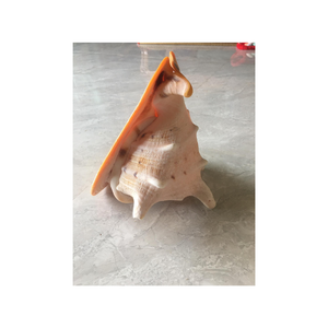 Coquilles décoratives d'oursin en vrac pour la décoration intérieure projets d'art artisanal coquilles naturelles délicates idéales pour la conception côtière - Product Image 4