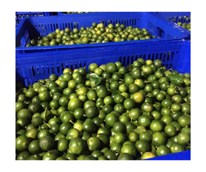 Suministro al por mayor de puré de Calamansi congelado a granel, Exportación de Vietnam 100%, puré aromático Natural para jugos, batidos, extensión picante - Product Image 6