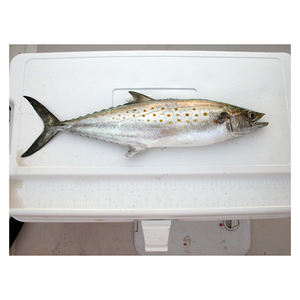 Maquereau espagnol de qualité supérieure, grade A, surgelé, faible teneur en glucides, achat en gros avec services OEM/ODM - Product Image 6