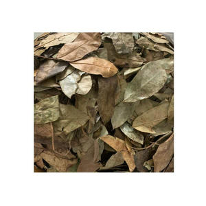 ทุเรียนเทศแห้งใบกริโอล่าใบทุเรียนเทศแห้งแบบพรีเมี่ยมสำหรับผลิตถุงชาและส่งออก - Product Image 1