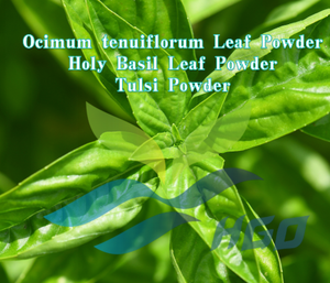 HGO Fournisseur direct d'usine de poudre de feuilles de basilic sacré Ocimum tenuiflorum, poudre de Tulsi, qualité alimentaire 5:1 10:1 20:1, poudre moulue - Product Image 3