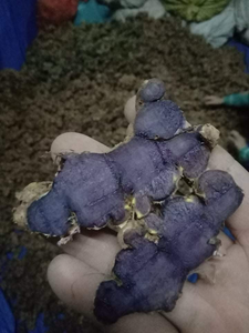 Gingembre séché entier noir Origine Vietnam Gingembre de printemps meilleure qualité Gingembre frais de haute qualité - Product Image 6