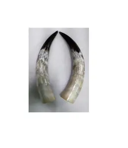Buffalo pair horn handmade wholesale Supplier handicraft bull pair horn wall decorate tabletop at best price