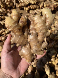 El proveedor de productos agrícolas de Bao Tram Anh Company de Vietnam ofrece jengibre fresco a granel - Product Image 3