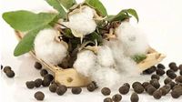 Graines de coton biologique de qualité supérieure, Afrique du Sud, prêtes à l'emploi, export, vente en gros, prix abordable, durée de conservation de 2 ans, agriculture