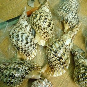 เปลือกหอยทากหอยทรามเป็ตของไทรทันยักษ์ Charonis Tritonis: สมบัติหายากจากทะเลของเวียดนาม - Product Image 4