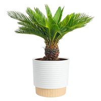 Plante vivante en plastique de palmier sago Costa Farms, pot décoratif durable, facile d'entretien, purificateur d'air, décoration intérieure pour la maison/le bureau