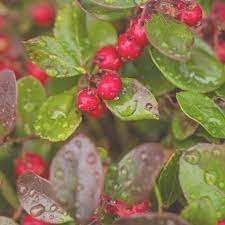 Huile essentielle de gaulthérie 100% pure, qualité certifiée biologique, huile essentielle de gaulthérie, huile essentielle thérapeutique de gaulthérie - Product Image 4