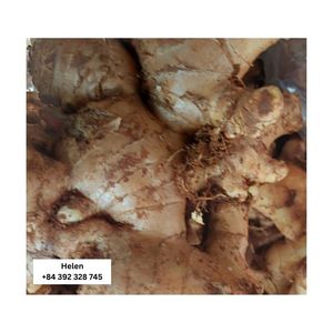 Tự Nhiên Tươi Gừng Hot Bán Giá Rẻ Nhà Máy Giá Số Lượng Lớn Số Lượng Bán Buôn Helen 99 Vàng Dữ Liệu + 84 392 328 745 - Product Image 5