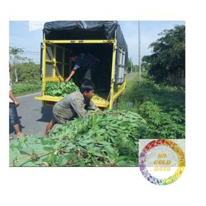 ใบมันสำปะหลังธรรมชาติจากเวียดนาม - Product Image 3