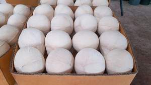 COCOS QUE VIAJAN BIEN, LARGA VIDA ÚTIL, PERFECTO PARA EXPORTAR - Product Image 4