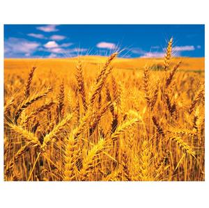 High Quality Organic Whole Wheat <b>Grains</b> Available For Sale At Low Price - Product Image 1