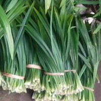 Feuilles de Pandanus vietnamien de qualité supérieure avec ANGLE de prix compétitif