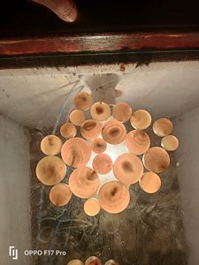 Botones de cuerno de vaca natural de alta calidad Técnica cruda Directo de India-World Craft Impex para la industria de botones - Product Image 3