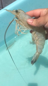 Fresh Red King Crab Snow Crab King Langostinos y racimos de camarones Mariscos congelados - Product Image 6