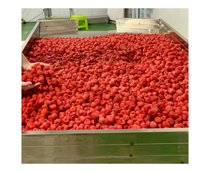Las mejores fresas liofilizadas de Vietnam: FRESAS ENTERAS secas a granel de calidad premium para exportación, las mejores fresas secas - Product Image 5