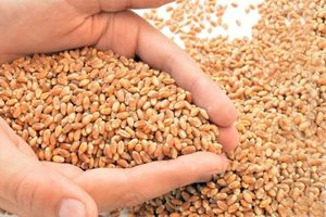 Salvado de Trigo Duro de Primera Calidad, Seco, Grano Blando y Duro, Brasil, 24 Meses de Duración, Uso Alimentario, Venta al Por Mayor, Entrega Rápida - Product Image 3