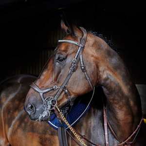 BRIDE EN CUIR DE CHEVAL ÉQUESTRE AVEC SANGLE DE MENTON SOFTY REMBOURRÉ ENTIÈREMENT COULEUR HAVANE COULEUR FANTAISIE COUTURE BLANCHE - Product Image 6