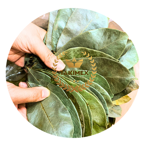 Hojas enteras naturales 100%, hojas secas de Guanábana para hacer té de muy alta calidad de Vietnam y embalaje OEM a precio barato - Product Image 1