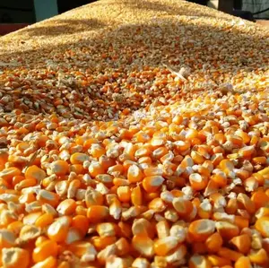 Gelber Mais weißer Mais für menschliches Tierfutter Zucker mais Preis verpackung in Säcken gelb zum Verkauf