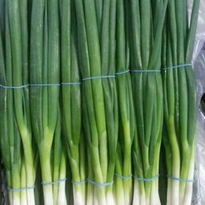 OIGNON DE PRINTEMPS CONGELÉ du Vietnam avec une norme d'exportation de haute qualité // EXPORTATION DE SCALLION AVEC LE MEILLEUR PRIX - Product Image 1