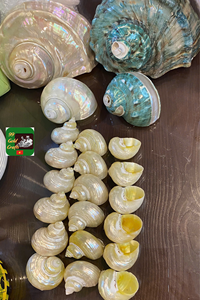 Material artesanal natural Seashell para la fabricación de joyas, suministro decorativo ecológico procedente de playas de Vietnam - Product Image 3