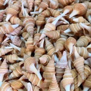 เปลือกหอยเปลือกหอยเปลือกหอยสีน้ำตาลขัดเงาจากเวียดนาม - Product Image 3