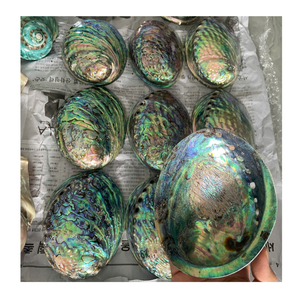 Conchas de Abulón de Vietnam, Perfectas para Diseño de Spa, las Conchas de Abulón Mejoran la Estética Tropical y Tranquila - Product Image 1