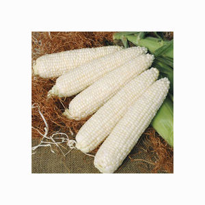 ข้าวโพดขาวแห้ง/ข้าวโพด เหมาะสําหรับการบริโภคของมนุษย์และสัตว์ - Product Image 5