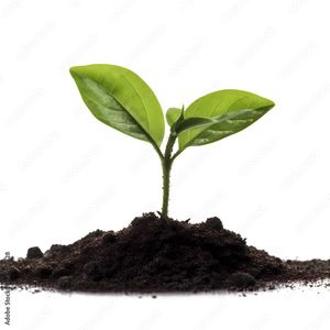 16 Indoor Gardening Ideas to Make Your Air <b>Cleaner</b> and Your Home - Product Image 1